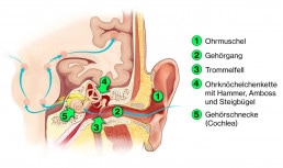 Schematischer Querschnitt des menschlichen Gehors麻省理工学院Zahlen