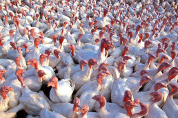 Vogelgrippe uvex Informationsartikel祖茂堂Schutzausrustung对战Geflugelpest
