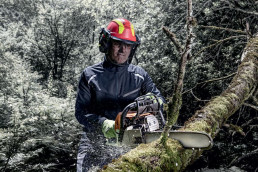 Waldarbeiter mit uvex Schutzhelm, Visier, Gehörschutz和Schutzhandschuhen durchtrent mit einer Motorsäge einen Ast。