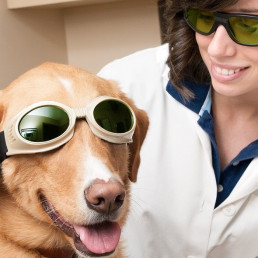 Labormitarbeiterin麻省理工学院的猎狗,der一张Laserschutzbrille speziell毛皮Tiere tragt。